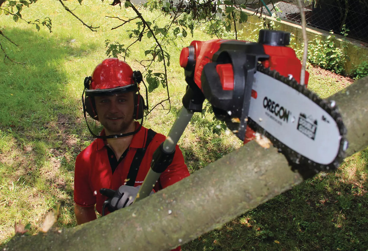 Απεικονίζεται το κονταροπρίονο 